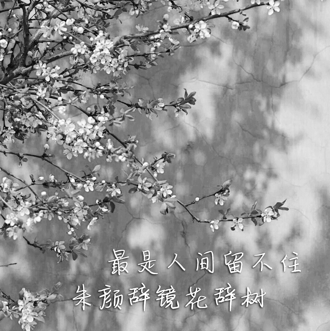 最是人间留不住，朱颜辞镜花辞树.png